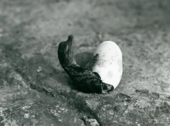 En baby amerikansk alligator, der dukker op fra sit æg, London Zoo, 1922 (bw foto)
